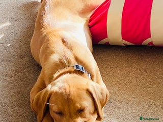 Labrador Retriever dogs Fox red Labrador puppy - Advert 1