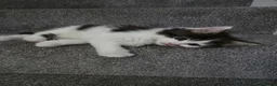 Mixed Breed cats for sale: Mixed breed fluffy mid-long fur kittens for sale - Advert 6