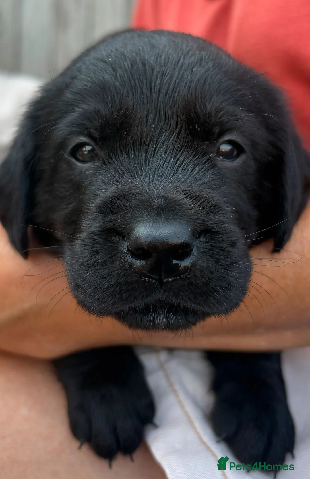 Goldador dogs for sale: Golden Retriever × Black Labrador Puppies - Advert 2