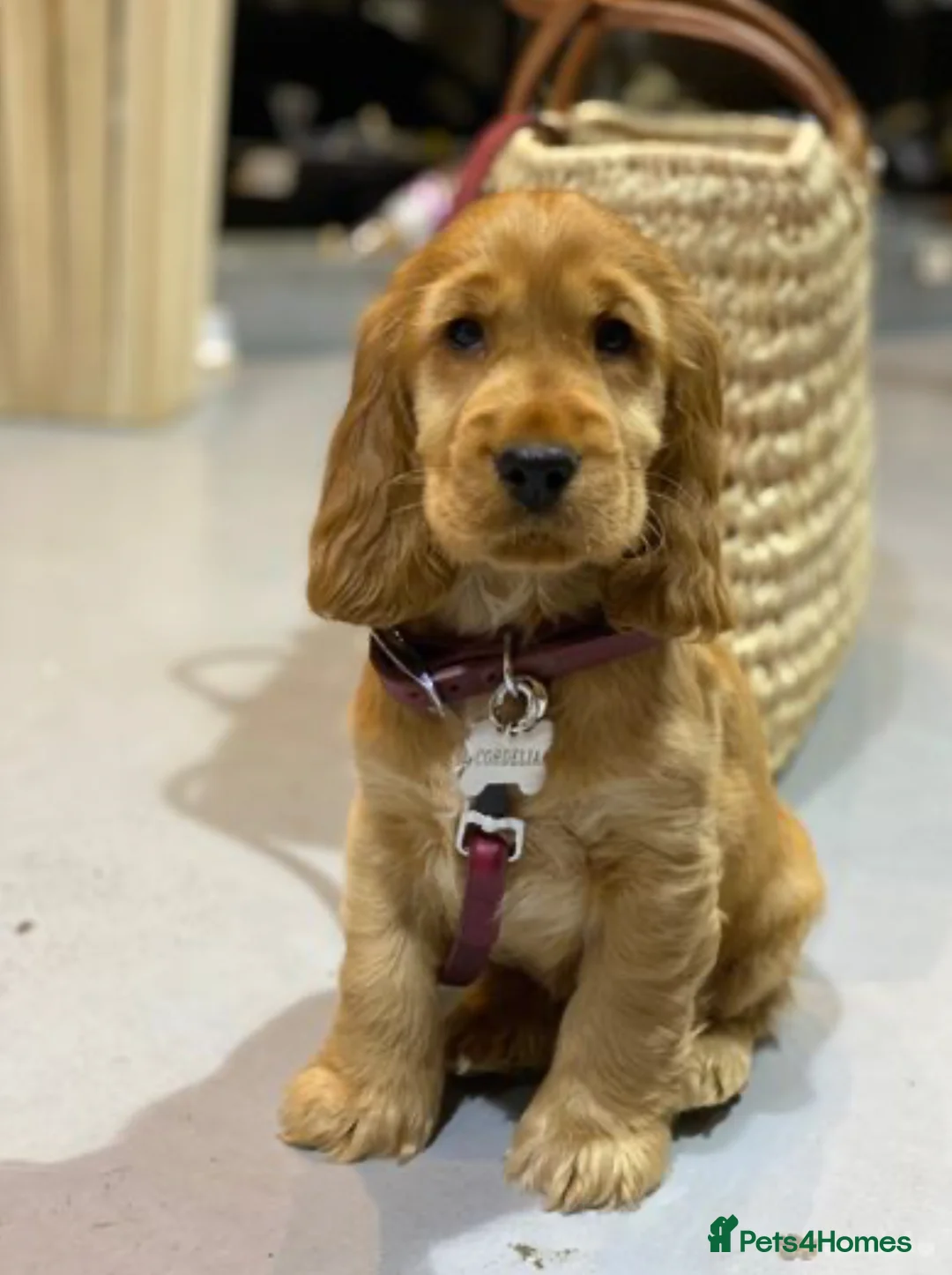 Cocker Spaniel dogs for stud: *Mungo* GOLDEN Show Cocker PEDIGREE BEST TESTED in Bradford-on-Avon - Advert 25