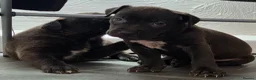 Mixed Breed dogs for sale: 🧬Bull herders🧬 - Advert 12
