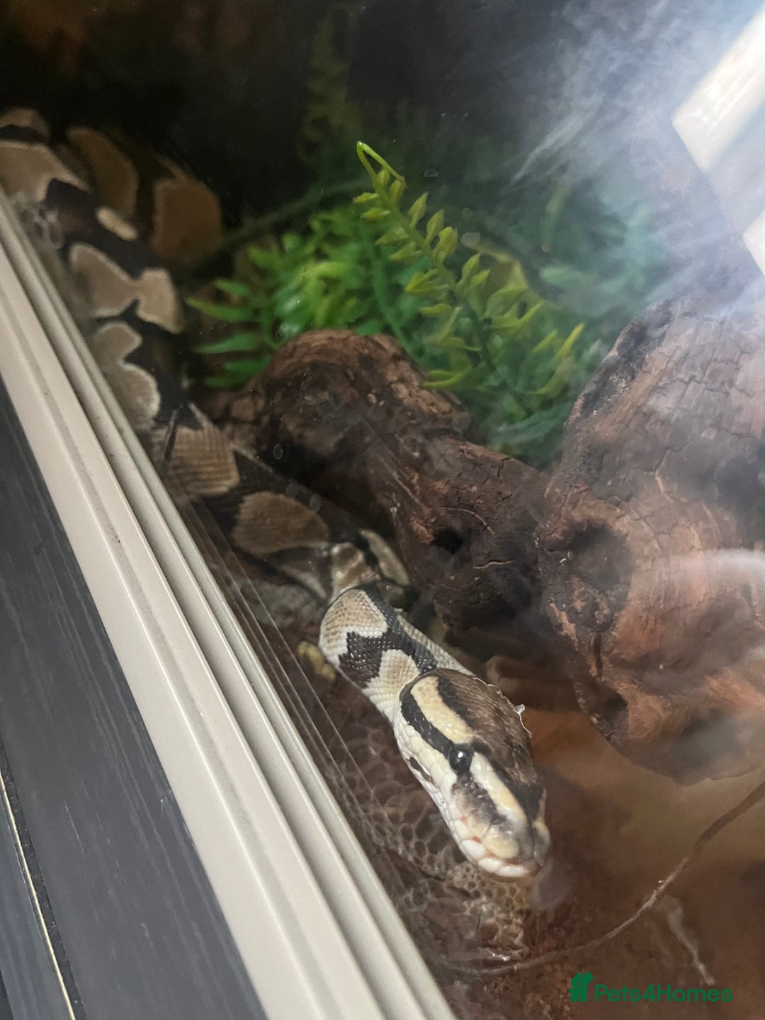 Python Snake reptiles for sale: 2 x royal ball python’s with set up  - Image 8