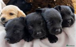 Labrador Retriever dogs for sale: Pure bred labrador puppies - Image 6
