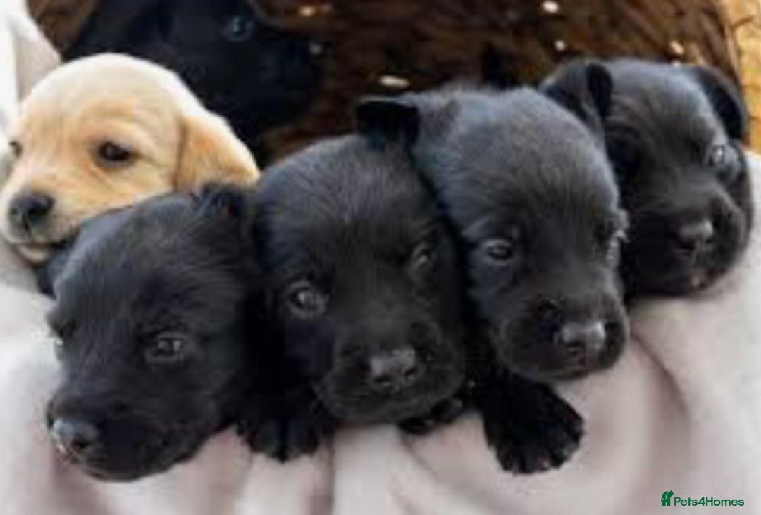 Labrador Retriever dogs for sale: Pure bred labrador puppies - Image 6