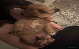 Chihuahua dogs for sale: Chihuahua girl pups  - Image 3