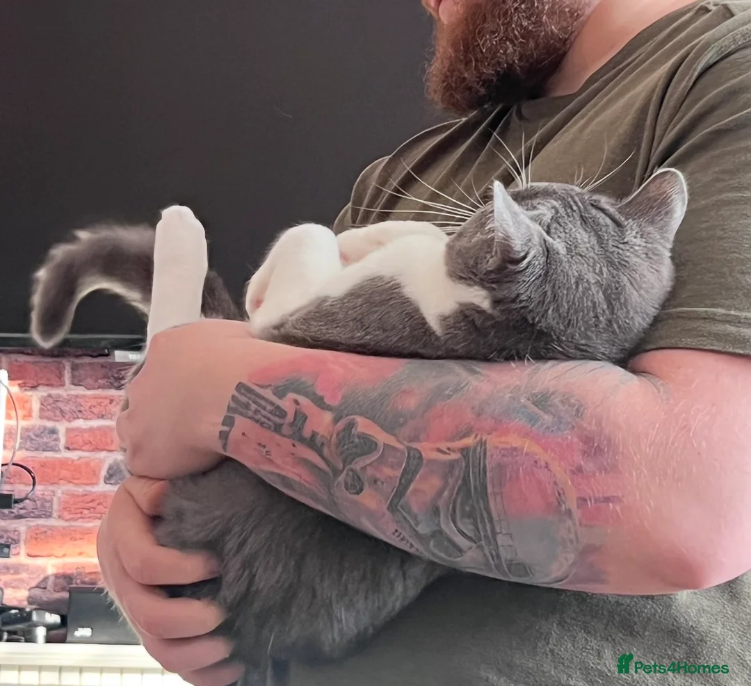 Mixed Breed cats for sale: Two brothers looking for new home - Advert 2