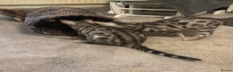 Bengal cats for sale: 🐾 BEAUTIFUL TICA REGISTERED BENGAL  – READY NOW  - Advert 23