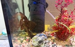 Goldfish fish for sale: Goldfish and set up for sale  - Image 5