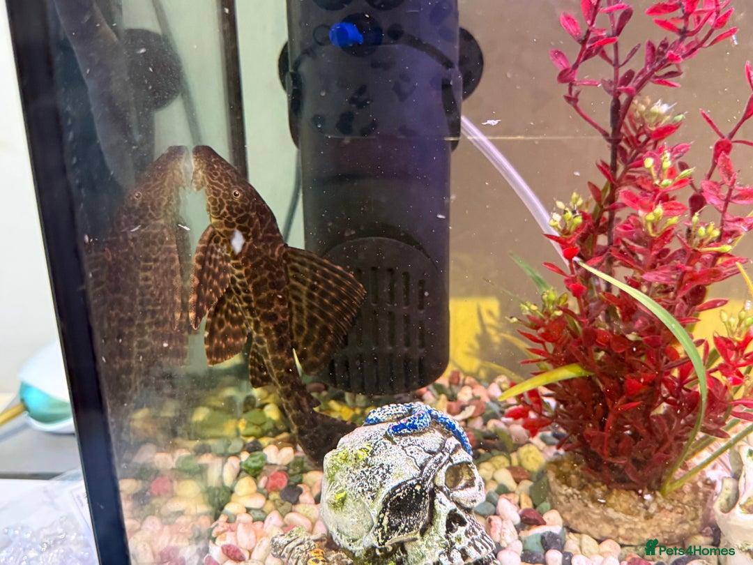 Goldfish fish for sale: Goldfish and set up for sale  - Image 5