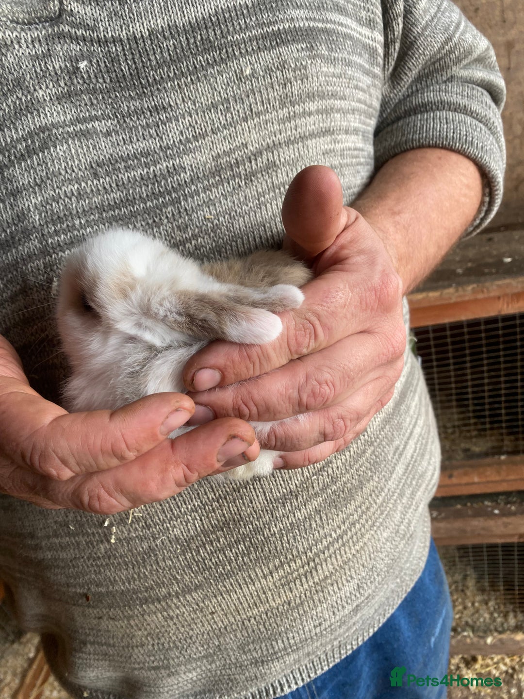 Mini Lop rabbits for sale: 4 beautiful rabbits  - Image 4