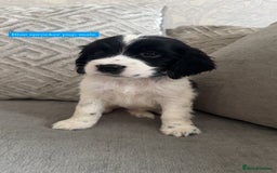 Sprocker dogs for sale: Beautiful Sprocker puppies for sale - Image 9