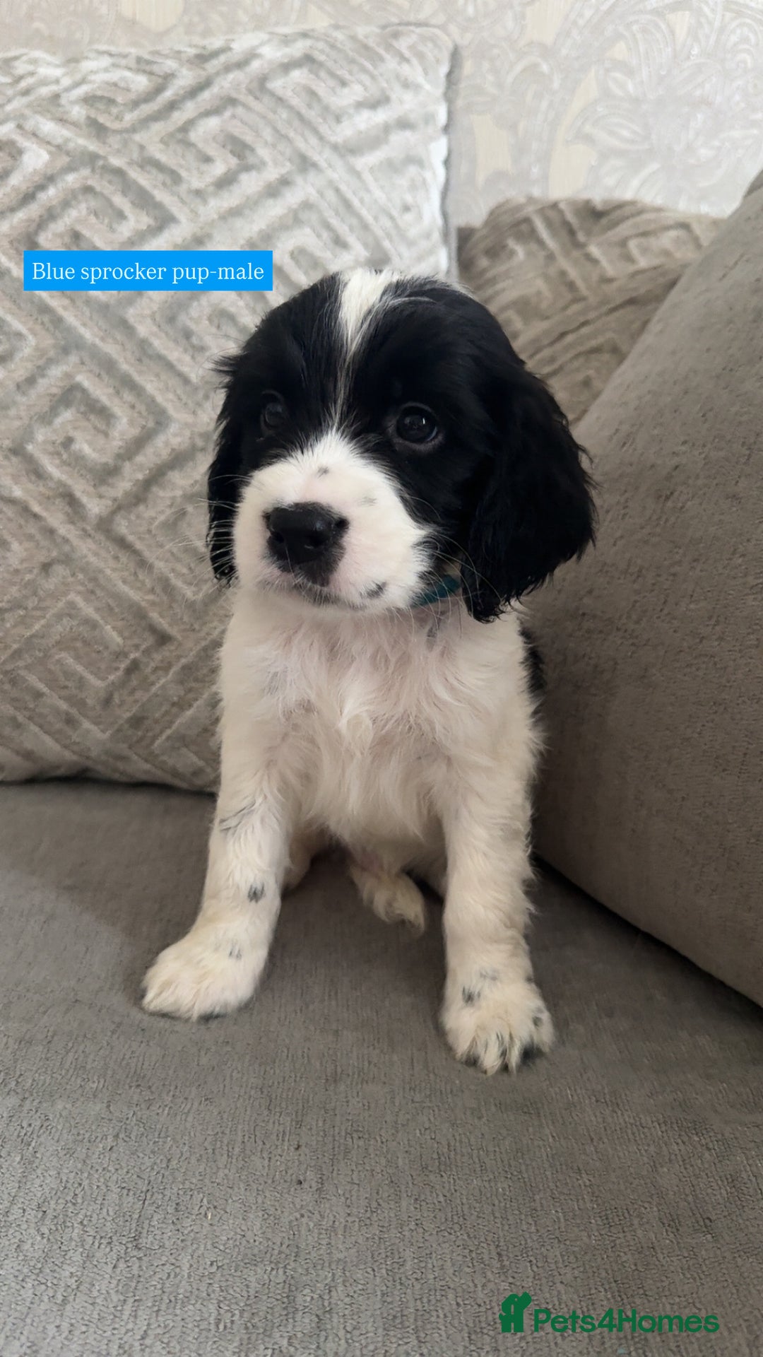 Sprocker dogs for sale: Beautiful Sprocker puppies for sale - Image 9