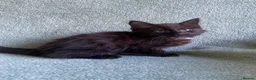Mixed Breed cats for sale: BSH x boy kittens  - Advert 24