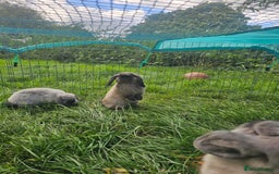 Mini Lop rabbits for sale: 3 male gray bunnies  and hutch & more - Image 2