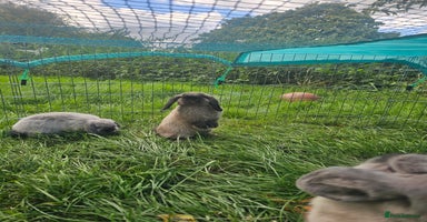 Mini Lop rabbits - Advert 3