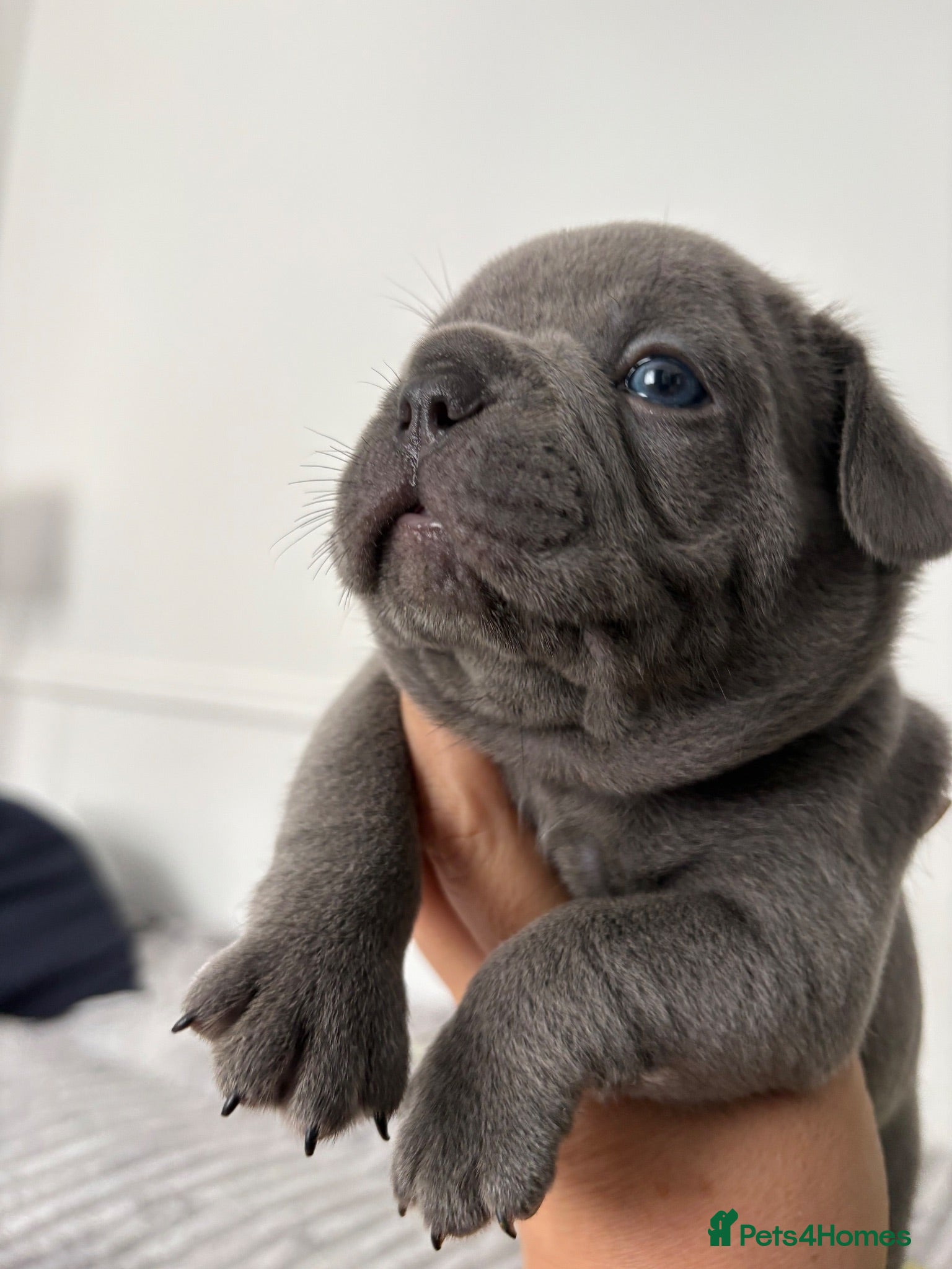 French Bulldog dogs French bulldog  - Advert 2