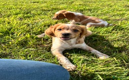 Brittany Spaniel dogs for sale: Brittany puppies for sale  - Image 1