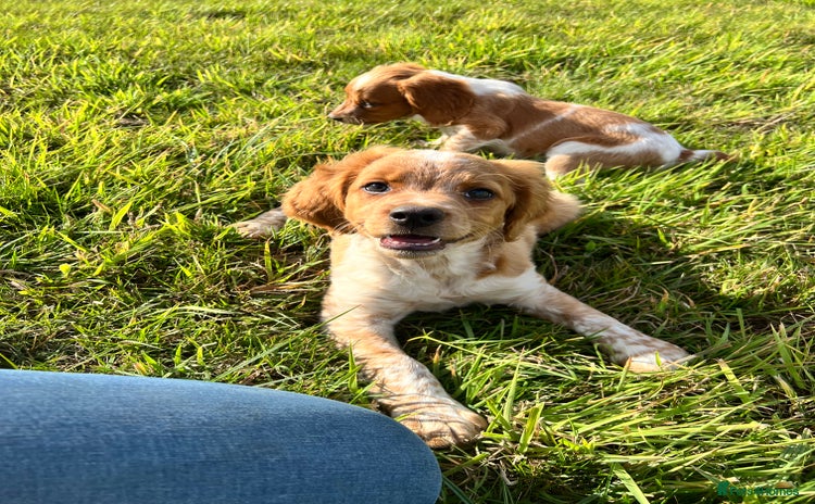 Brittany Spaniel dogs - Advert 1