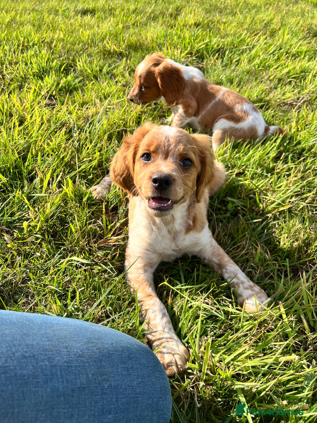 Brittany Spaniel dogs for sale: Brittany puppies for sale  - Image 1