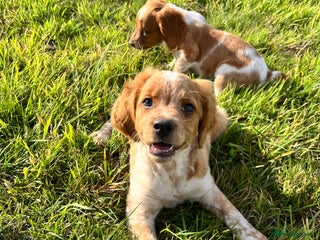 Brittany Spaniel dogs - Advert 2