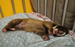 Great Dane dogs for sale: Fawn black mask - Image 17