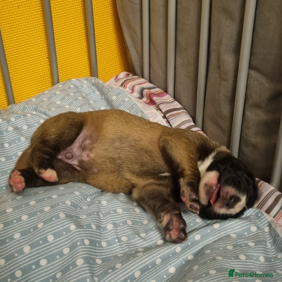Great Dane dogs for sale: Fawn black mask - Image 17