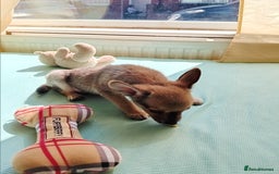 Miniature Pinscher dogs for sale: Mini pinscher for sele  - Image 19