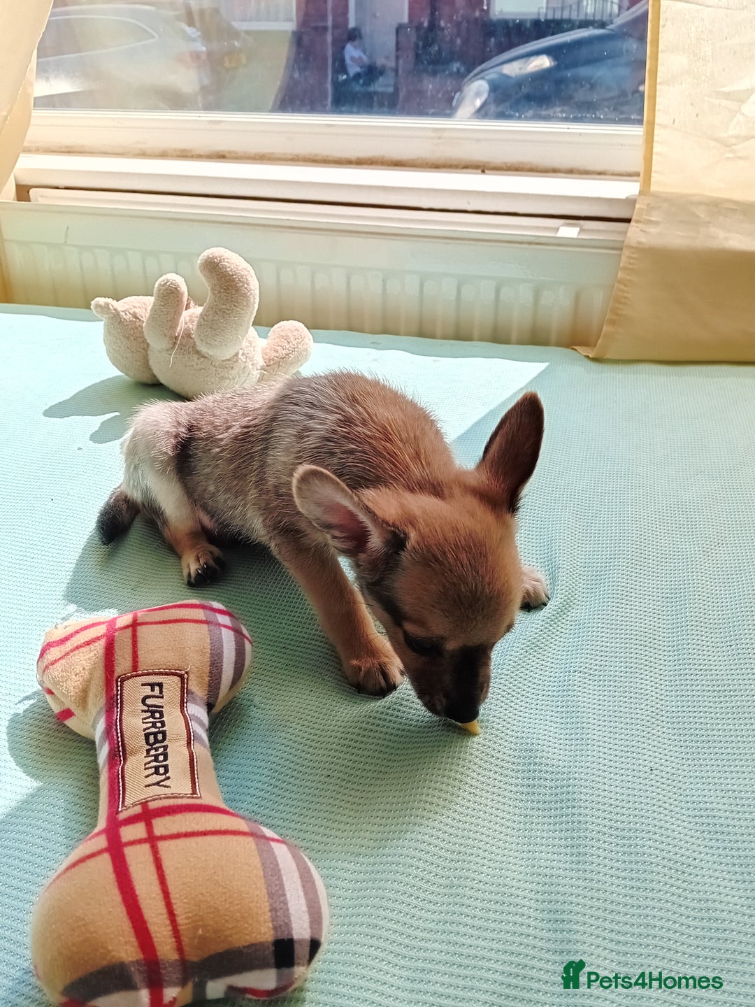 Miniature Pinscher dogs for sale: Mini pinscher for sele  - Image 19