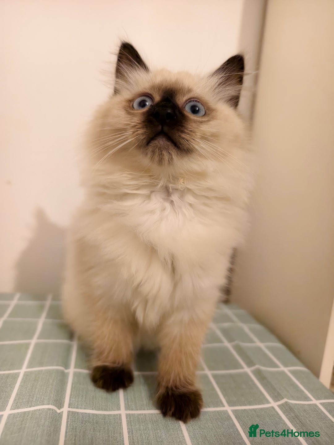 Ragdoll cats for sale: Beautiful Seal Point Ragdoll Kittens – for sale - Advert 23