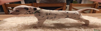 Dalmatian Puppy 2