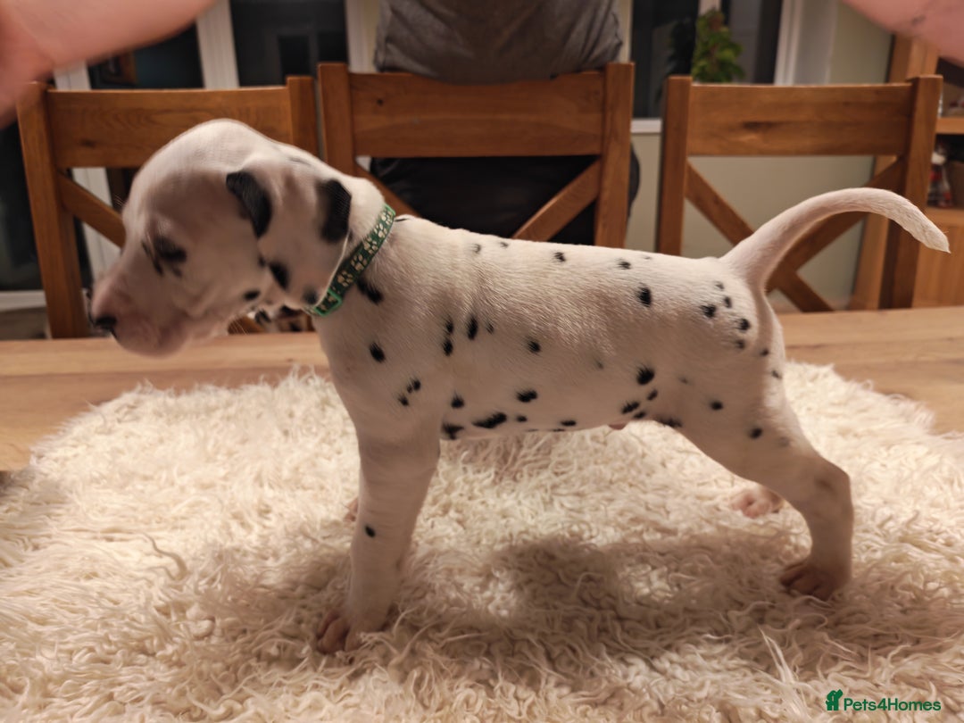 Dalmatian dogs for sale: Ready now - Champion Boys in the making!! - Advert 25