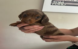 Miniature Dachshund dogs for sale: Beautiful daschund puppies - Image 6