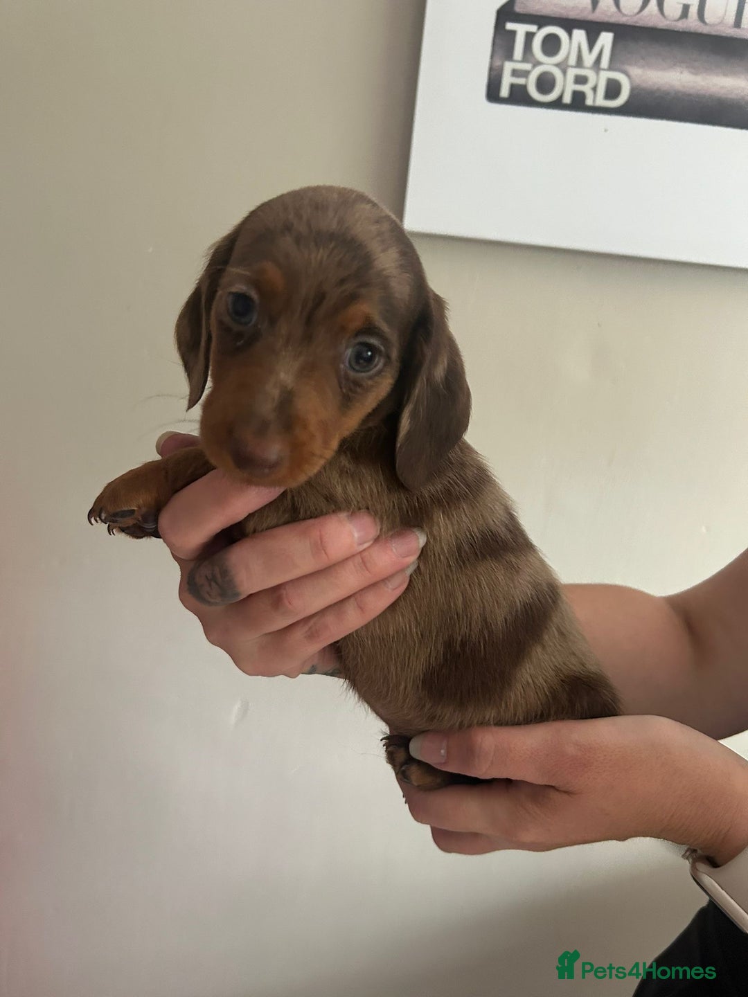 Miniature Dachshund dogs for sale: Beautiful daschund puppies - Image 6