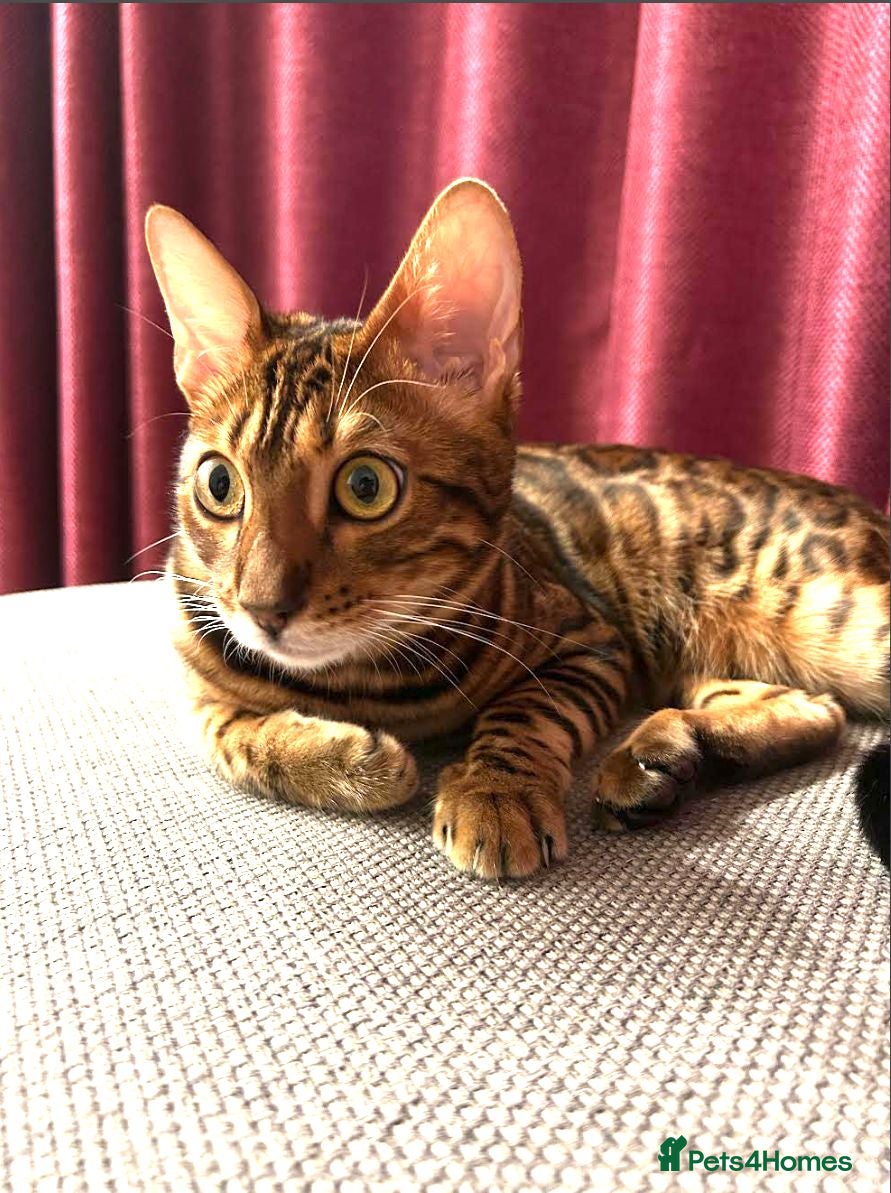 Bengal cats for sale: Looking for a new home - Beautiful Bengal Male - Advert 1