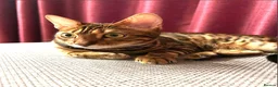 Bengal cats for sale: Looking for a new home - Beautiful Bengal Male - Advert 1