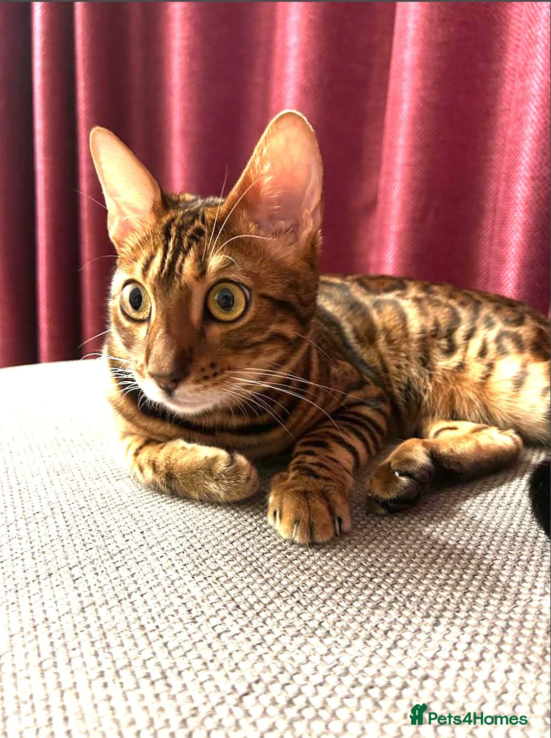 Bengal cats for sale: Looking for a new home - Beautiful Bengal Male - Advert 1