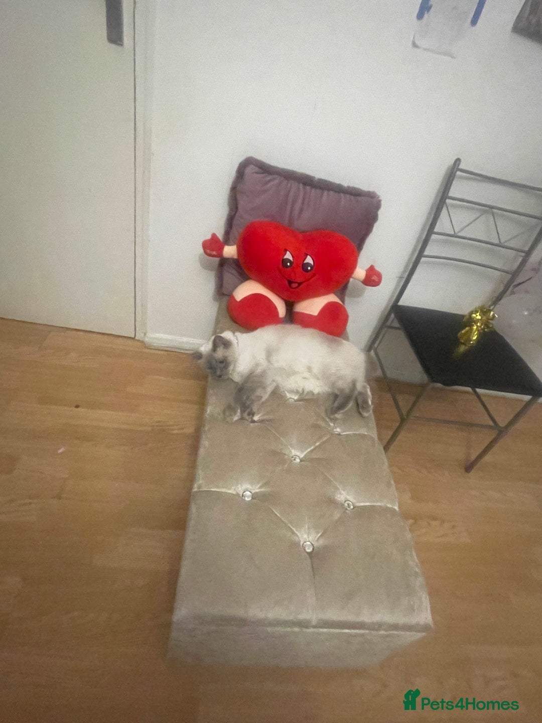 Ragdoll cats for sale: Ragdol - Image 9