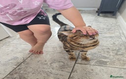 Bengal cats for sale: Pure bengal boy  - Image 5