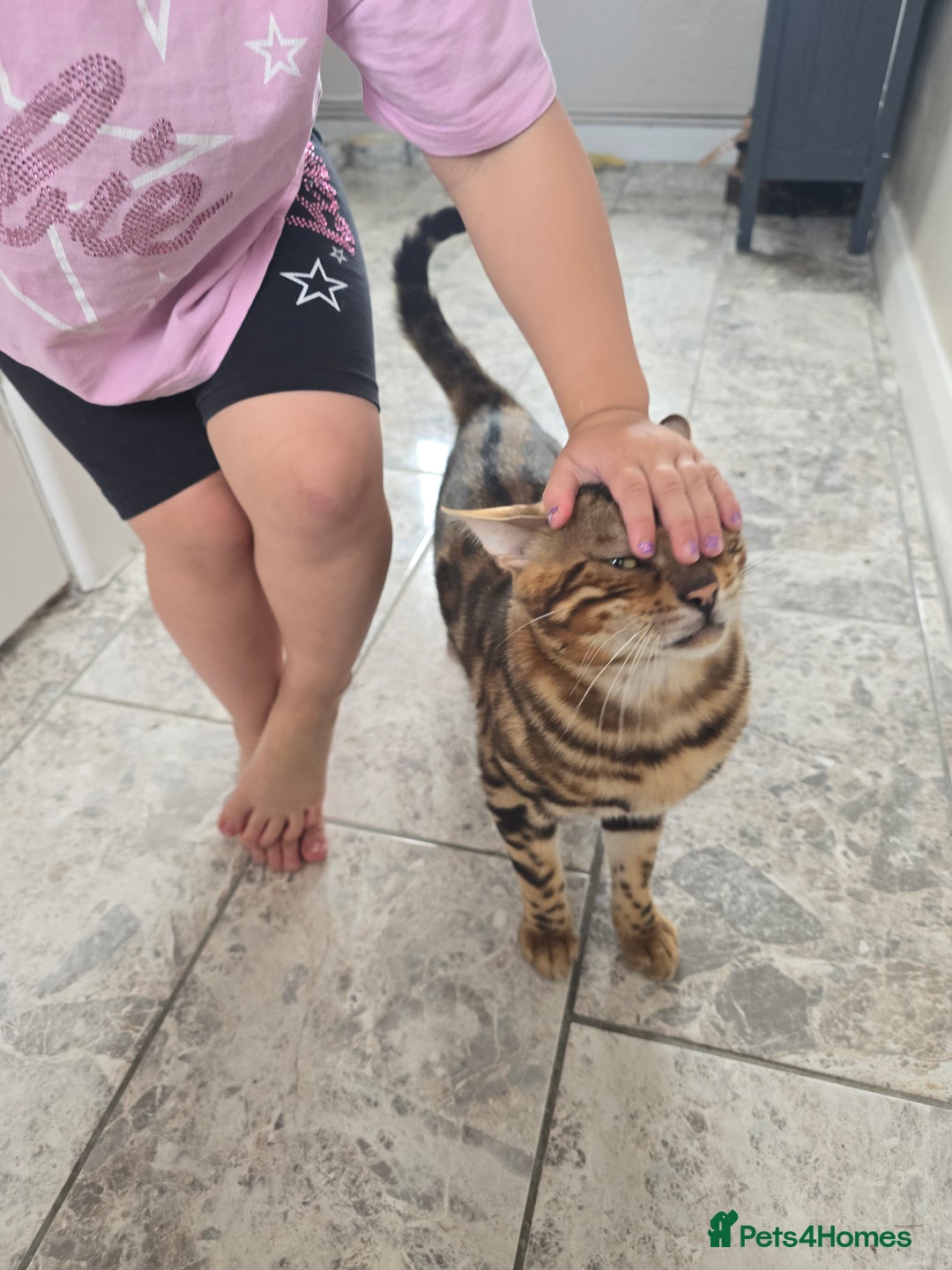 Bengal cats for sale: Pure bengal boy  - Image 5