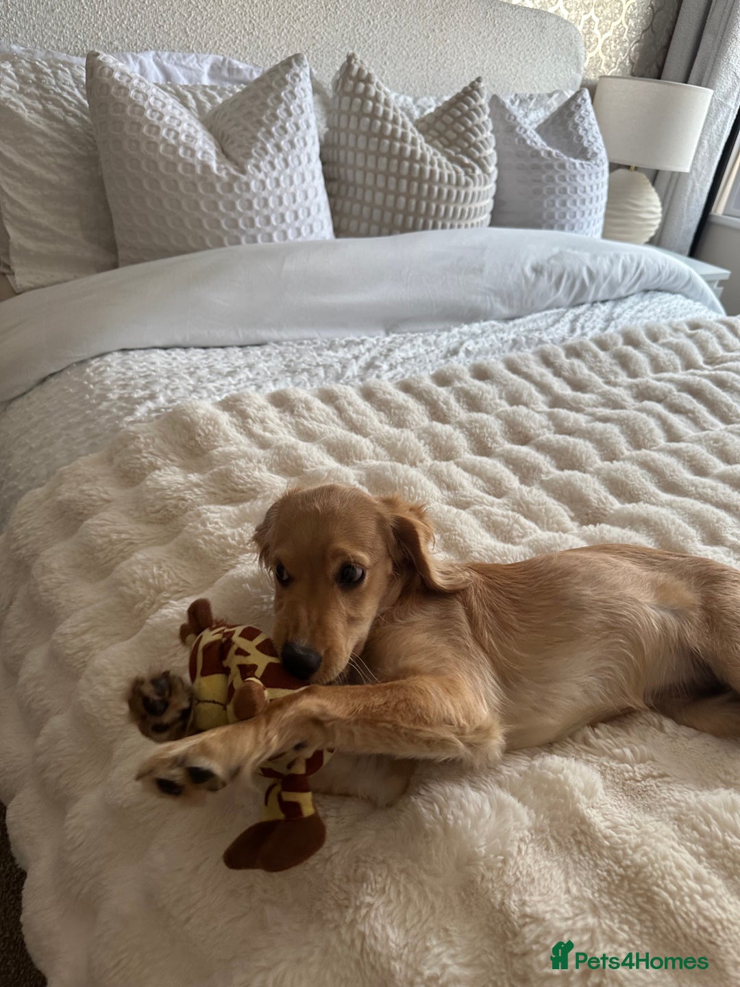 Cavapoo dogs for sale: Beautiful poodle cross Cavalier - Advert 3