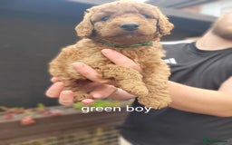 Labradoodle dogs for sale:  Apricot Doodle labradoodles - Image 23