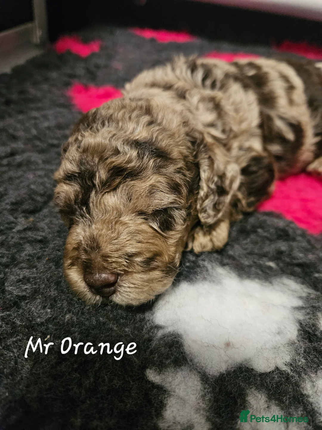 Cockapoo dogs for sale: F1b Choc Merle/Choc Cockapoo's  - Advert 4