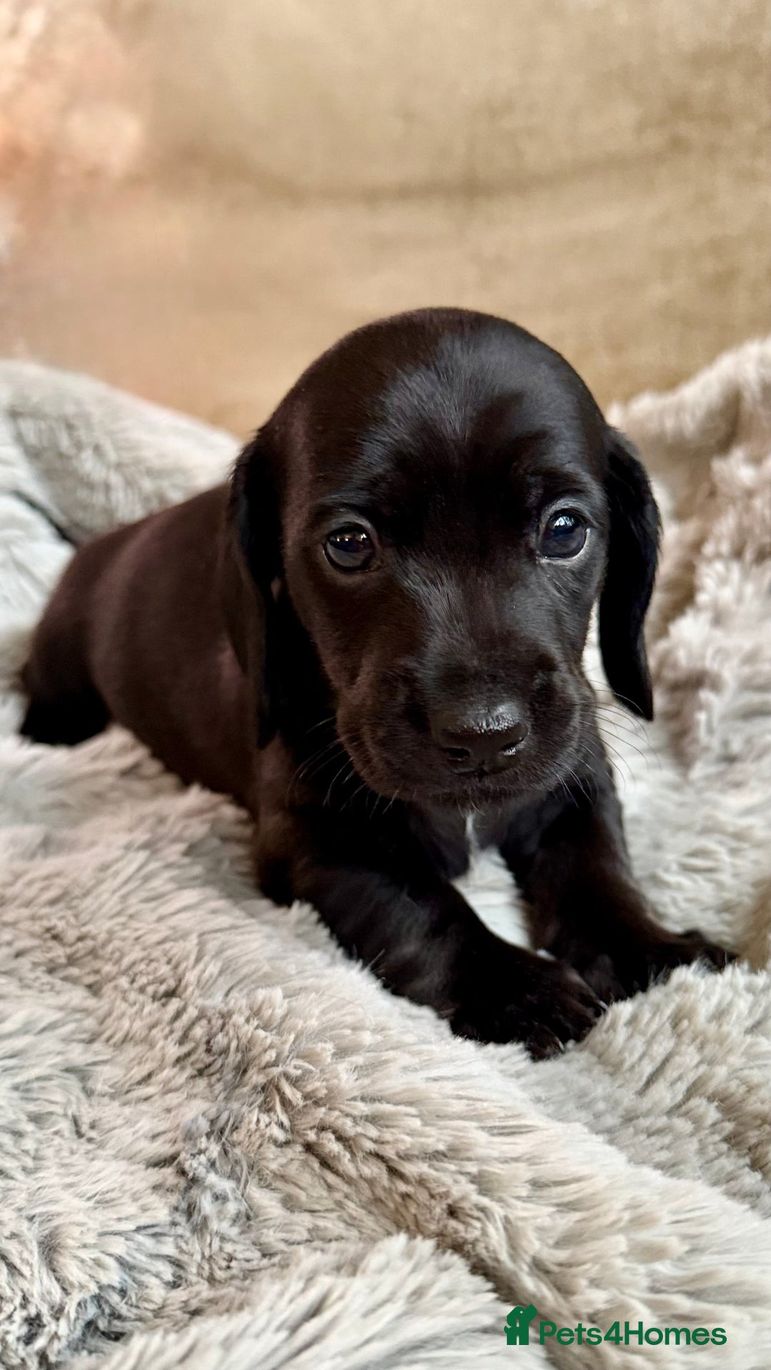 Miniature Dachshund dogs for sale: Rare colour KC registered mini dachshund puppies  - Advert 5