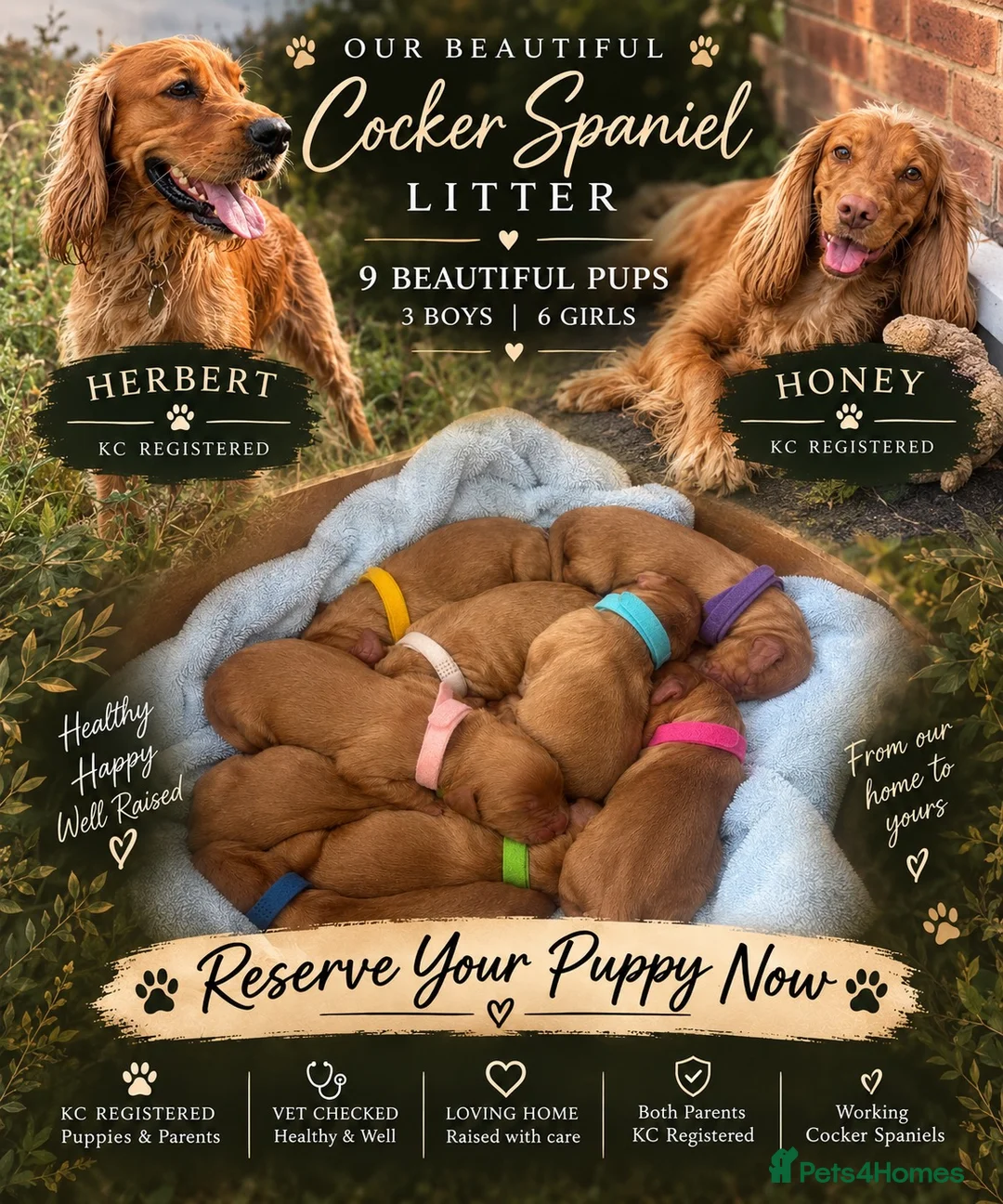 Cocker Spaniel dogs for sale: KC Reg working cocker spaniel puppies  - Advert 1