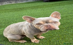 French Bulldog dogs for sale: 🔥READY TODAY Quality KC French Bulldog Puppies✨🔥 - Image 35