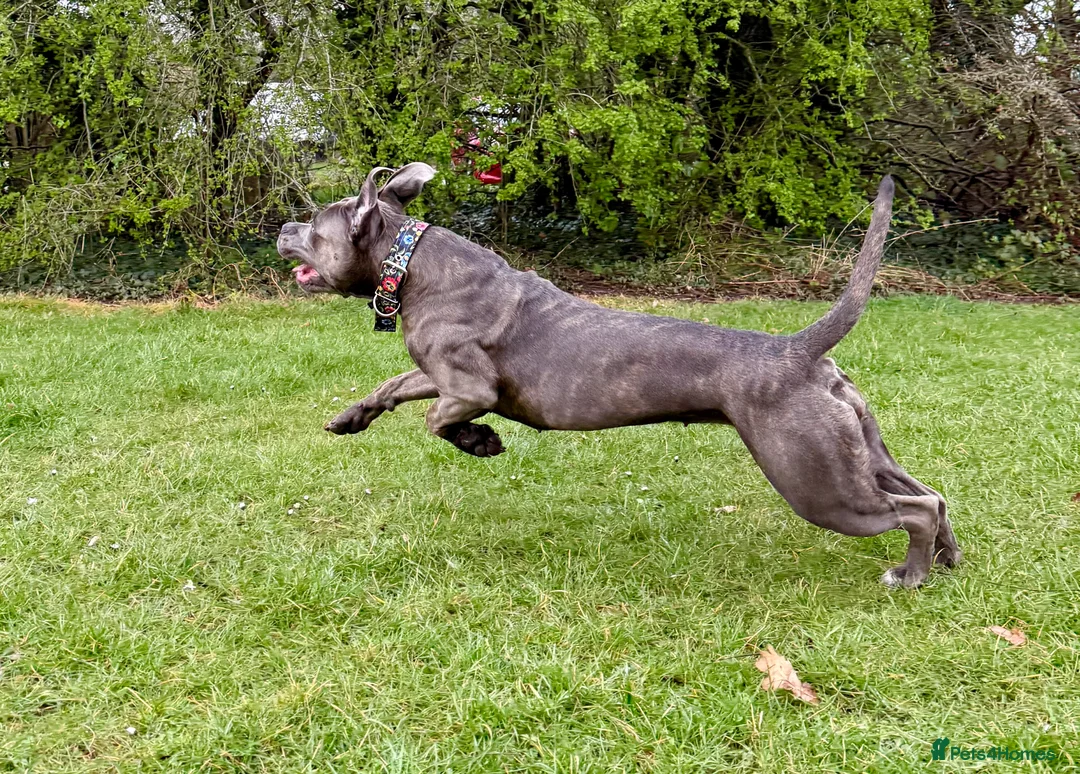 Cane Corso dogs for sale: Delliah looking for forever home - Advert 3