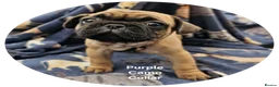 Frug dogs for sale: FRUG puppies looking for loving, forever homes now - Advert 17