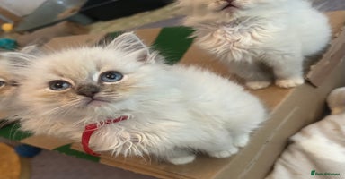 Ragdoll cats - Advert 10