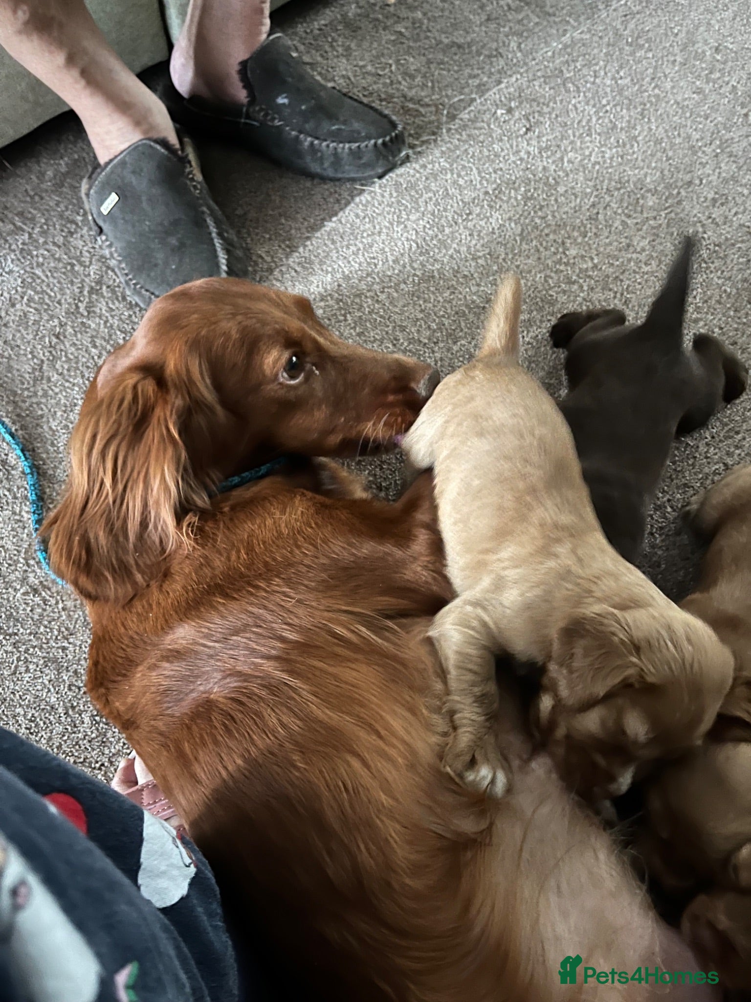 Cocker Spaniel dogs Working cocker spaniel, - Advert 1
