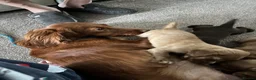 Cocker Spaniel dogs for sale: Working cocker spaniel, - Advert 1